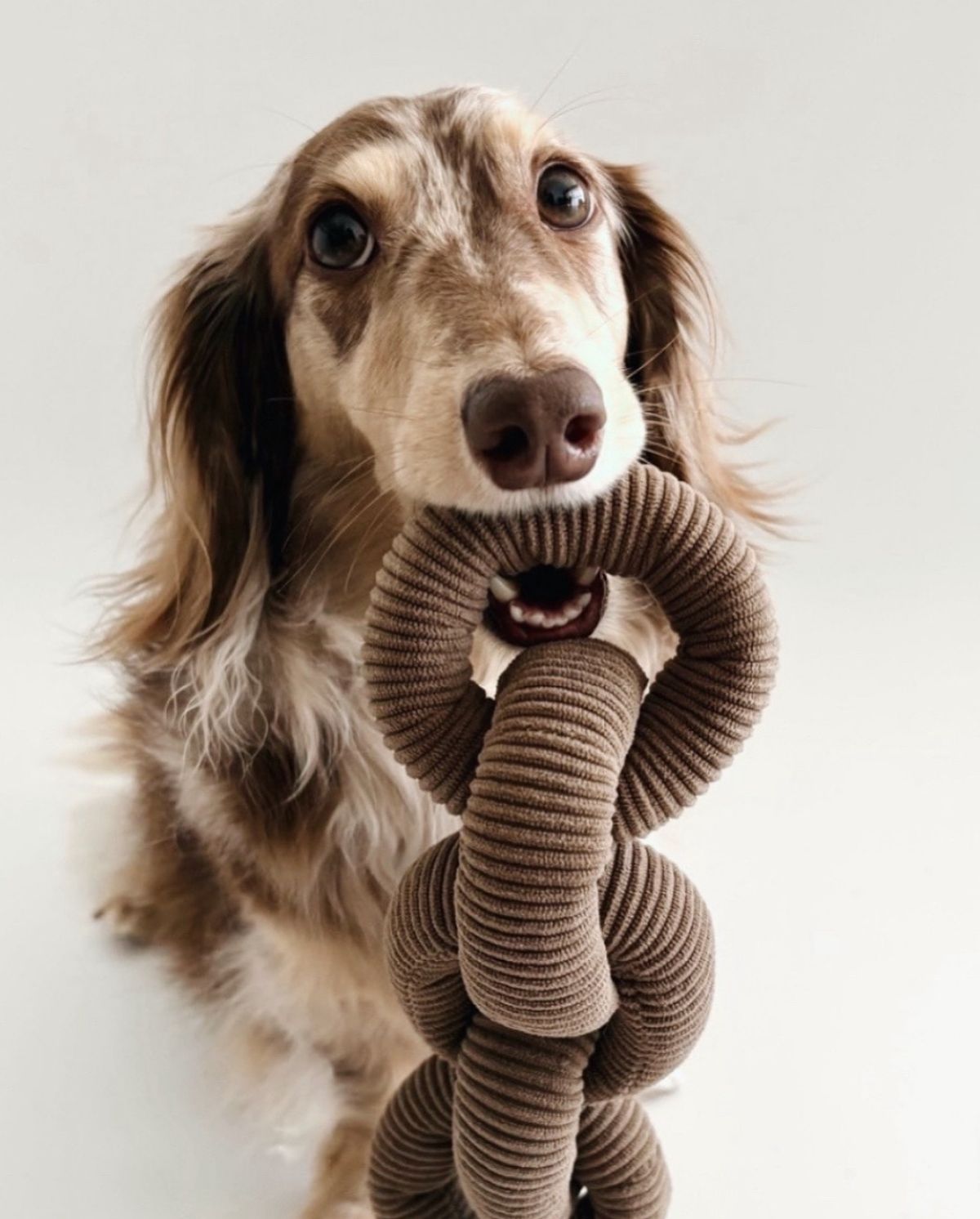 Bright and playful pet lifestyle products
