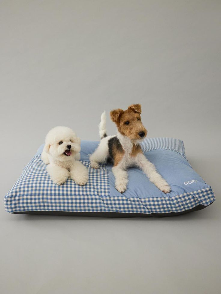 Playful pet essentials styled for everyday moments