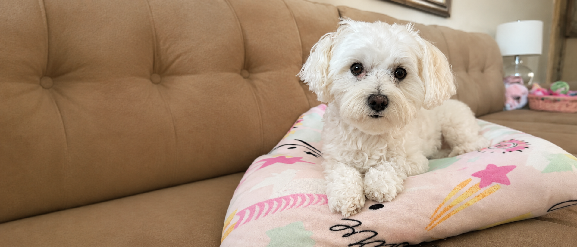 Colorful pet accessories