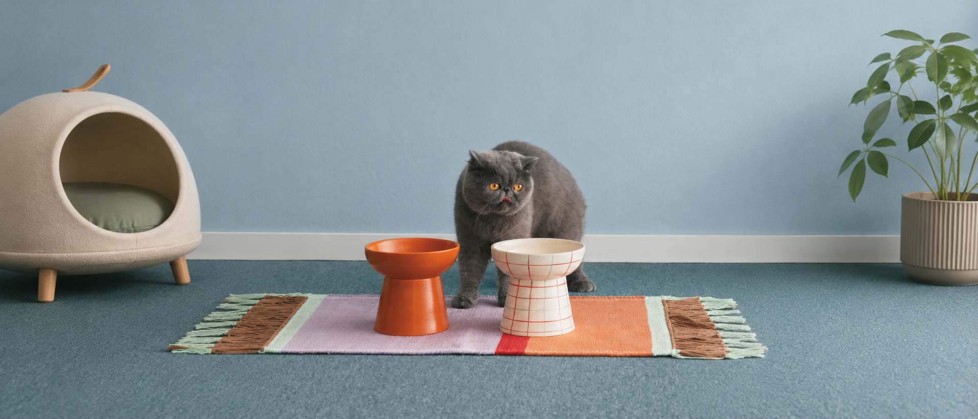 Everyday pet accessories in playful colors