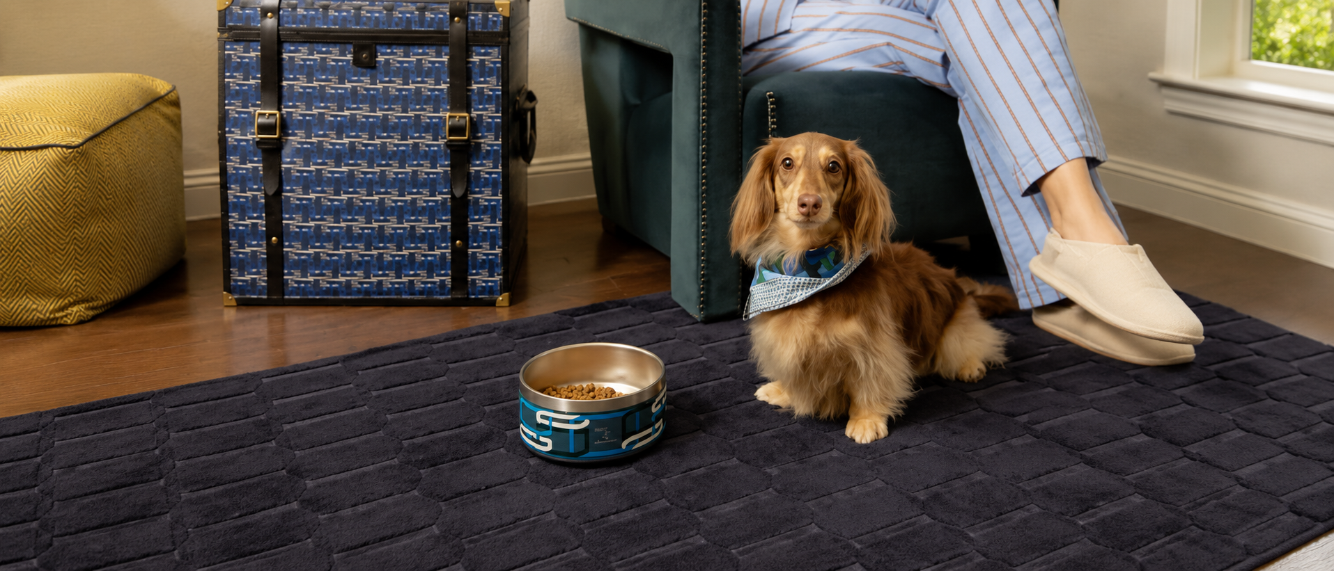 Simple and playful pet lifestyle moment